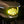 Load image into Gallery viewer, LED Goldtooth™ Performance Headlight for Harley® Street Glide '23.5-'26
